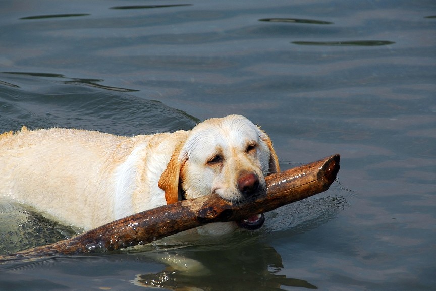 dog-in-water